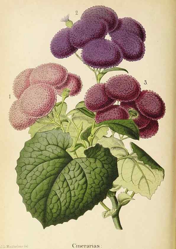 Reproducción/Reproduction 49060145261: The florist and pomologist.. London :""Journal of Horticulture"" Office,1863-1879.. 