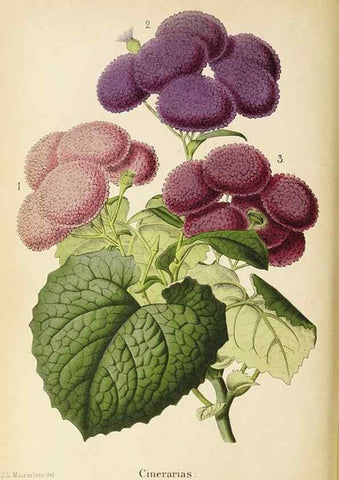 Reproducción/Reproduction 49060145261: The florist and pomologist.. London :""Journal of Horticulture"" Office,1863-1879.. 