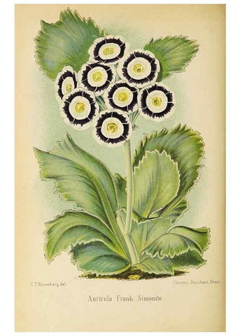 Reproducción/Reproduction 49060145936: The florist and pomologist.. London :""Journal of Horticulture"" Office,1863-1879.. 
