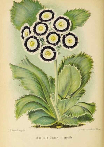 Reproducción/Reproduction 49060145936: The florist and pomologist.. London :""Journal of Horticulture"" Office,1863-1879.. 