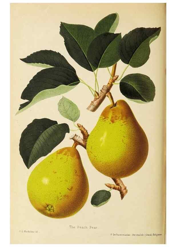 Reproducción/Reproduction 49060368967: The florist and pomologist.. London :""Journal of Horticulture"" Office,1863-1879.. 