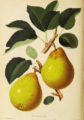 Reproducción/Reproduction 49060368967: The florist and pomologist.. London :""Journal of Horticulture"" Office,1863-1879.. 
