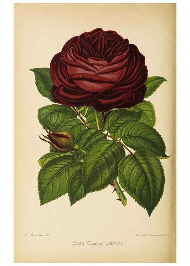 Reproducción/Reproduction 49059635433: The florist and pomologist.. London :""Journal of Horticulture"" Office,1863-1879.. 