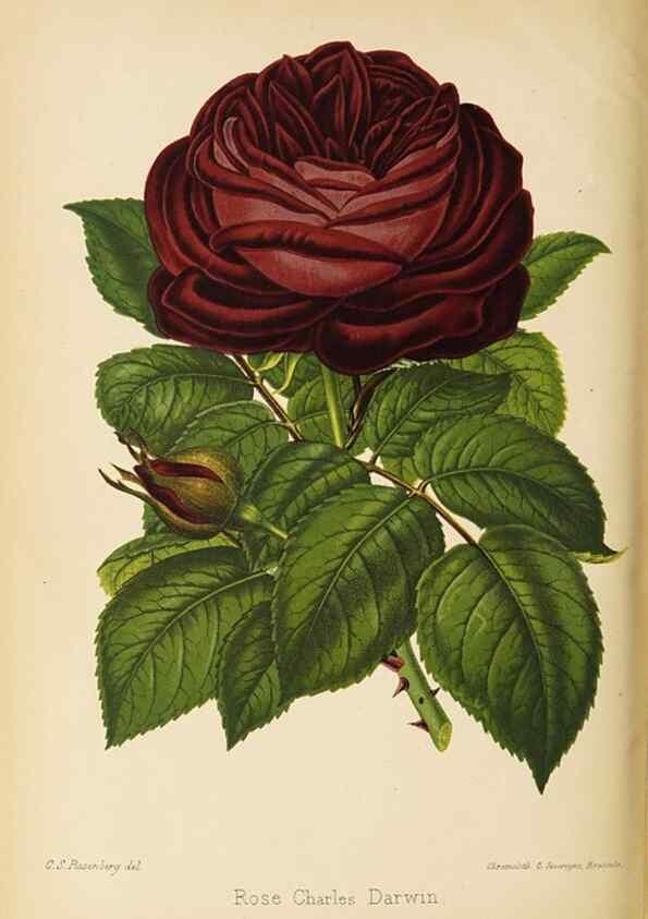 Reproducción/Reproduction 49059635433: The florist and pomologist.. London :""Journal of Horticulture"" Office,1863-1879.. 