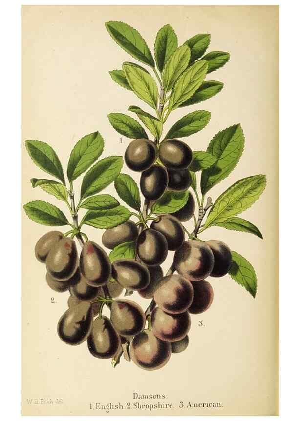 Reproducción/Reproduction 49059636603: The florist and pomologist.. London :""Journal of Horticulture"" Office,1863-1879.. 