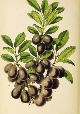 Reproducción/Reproduction 49059636603: The florist and pomologist.. London :""Journal of Horticulture"" Office,1863-1879.. 