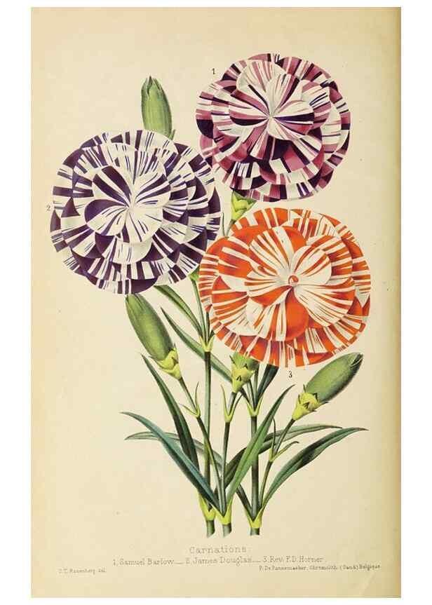 Reproducción/Reproduction 49060149381: The florist and pomologist.. London :""Journal of Horticulture"" Office,1863-1879.. 