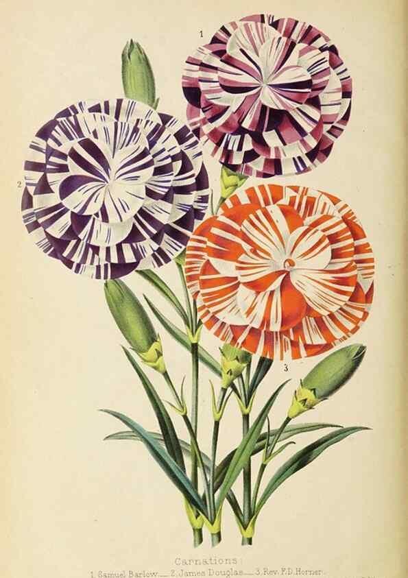 Reproducción/Reproduction 49060149381: The florist and pomologist.. London :""Journal of Horticulture"" Office,1863-1879.. 