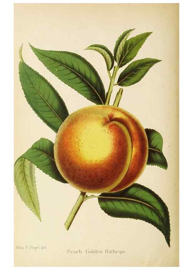 Reproducción/Reproduction 49059638073: The florist and pomologist.. London :""Journal of Horticulture"" Office,1863-1879.. 