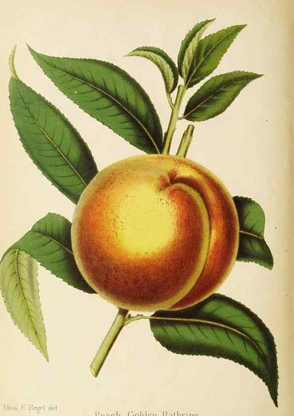 Reproducción/Reproduction 49059638073: The florist and pomologist.. London :""Journal of Horticulture"" Office,1863-1879.. 
