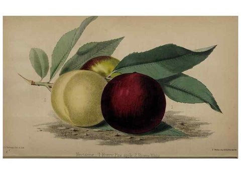 Reproducción/Reproduction 49060499901: The florist and pomologist.. London :""Journal of Horticulture"" Office,1863-1879.. 