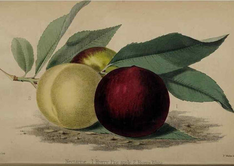 Reproducción/Reproduction 49060499901: The florist and pomologist.. London :""Journal of Horticulture"" Office,1863-1879.. 