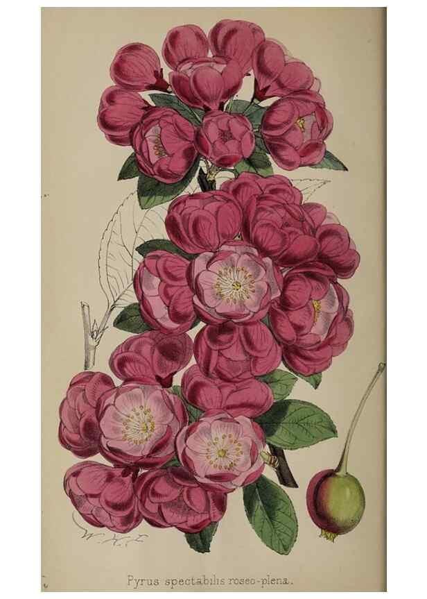 Reproducción/Reproduction 49060723057: The florist and pomologist.. London :""Journal of Horticulture"" Office,1863-1879.. 