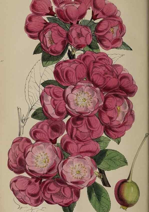 Reproducción/Reproduction 49060723057: The florist and pomologist.. London :""Journal of Horticulture"" Office,1863-1879.. 