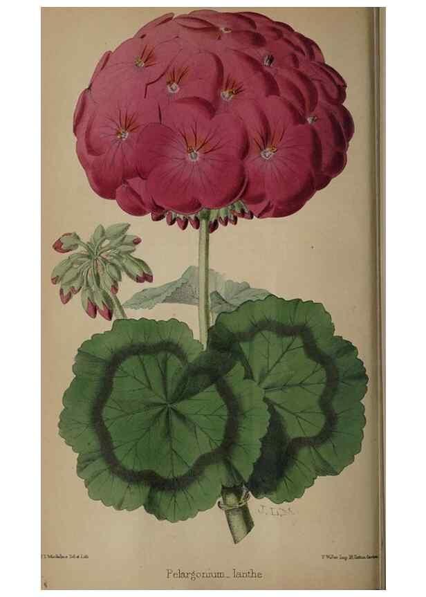 Reproducción/Reproduction 49059989163: The florist and pomologist.. London :""Journal of Horticulture"" Office,1863-1879.. 