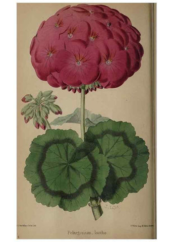 Reproducción/Reproduction 49059989163: The florist and pomologist.. London :""Journal of Horticulture"" Office,1863-1879.. 