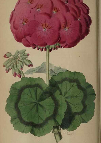Reproducción/Reproduction 49059989163: The florist and pomologist.. London :""Journal of Horticulture"" Office,1863-1879.. 