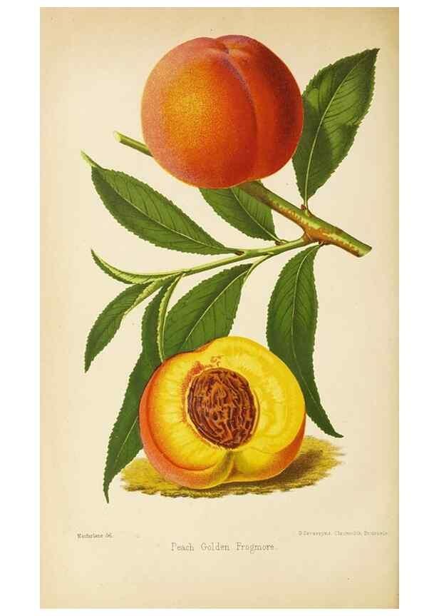 Reproducción/Reproduction 49060363367: The florist and pomologist.. London :""Journal of Horticulture"" Office,1863-1879.. 