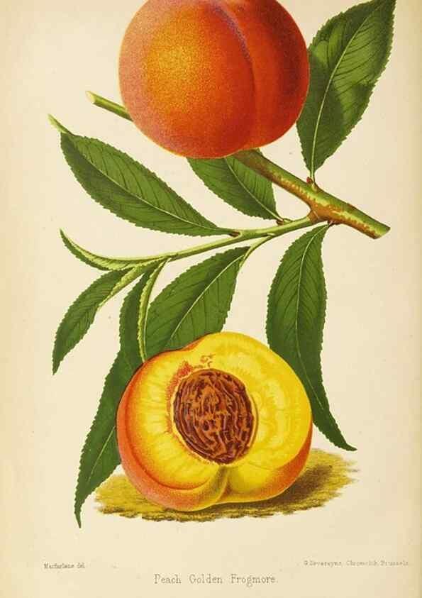 Reproducción/Reproduction 49060363367: The florist and pomologist.. London :""Journal of Horticulture"" Office,1863-1879.. 