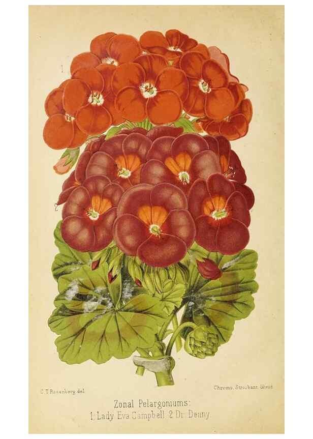 Reproducción/Reproduction 49060140376: The florist and pomologist.. London :""Journal of Horticulture"" Office,1863-1879.. 
