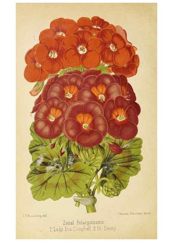 Reproducción/Reproduction 49060140376: The florist and pomologist.. London :""Journal of Horticulture"" Office,1863-1879.. 