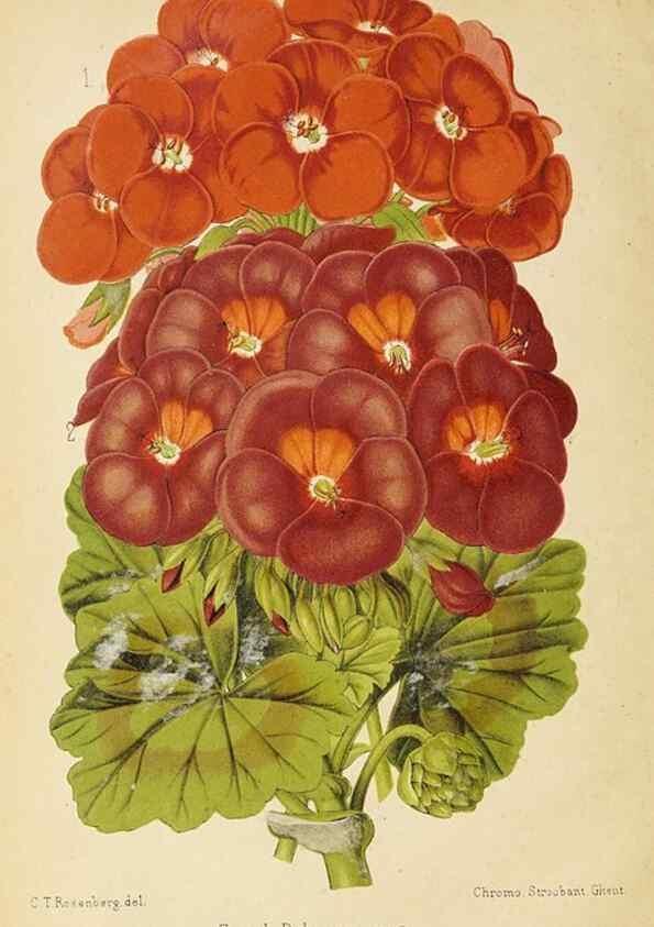 Reproducción/Reproduction 49060140376: The florist and pomologist.. London :""Journal of Horticulture"" Office,1863-1879.. 
