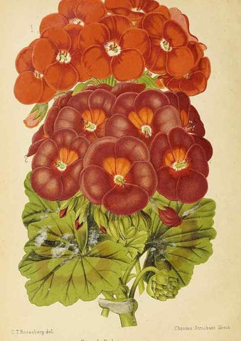 Reproducción/Reproduction 49060140376: The florist and pomologist.. London :""Journal of Horticulture"" Office,1863-1879.. 