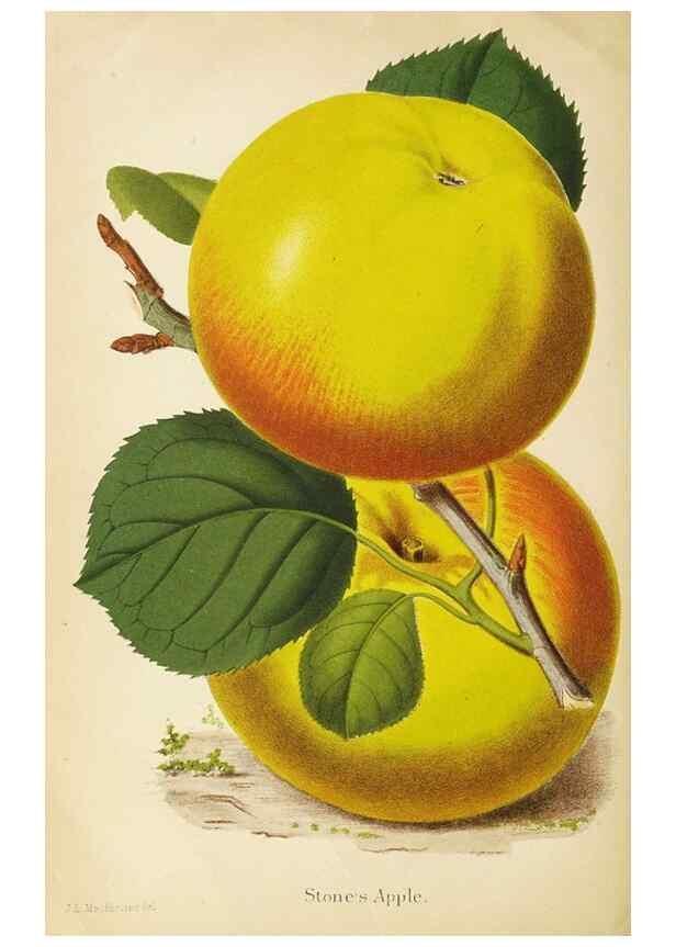 Reproducción/Reproduction 49059628043: The florist and pomologist.. London :""Journal of Horticulture"" Office,1863-1879.. 