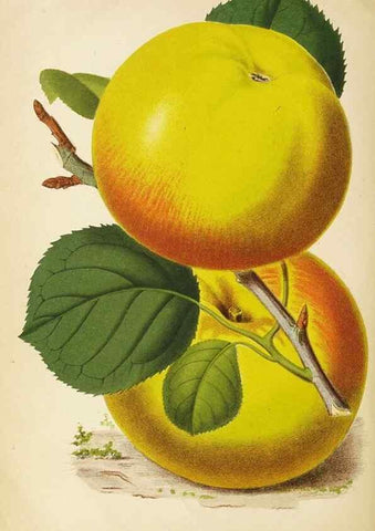Reproducción/Reproduction 49059628043: The florist and pomologist.. London :""Journal of Horticulture"" Office,1863-1879.. 