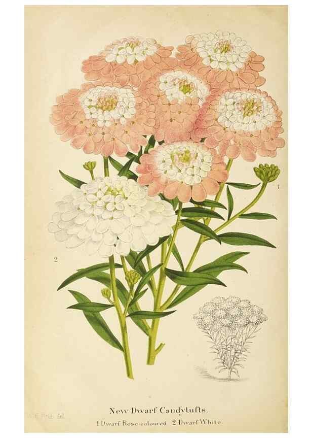 Reproducción/Reproduction 49060139011: The florist and pomologist.. London :""Journal of Horticulture"" Office,1863-1879.. 