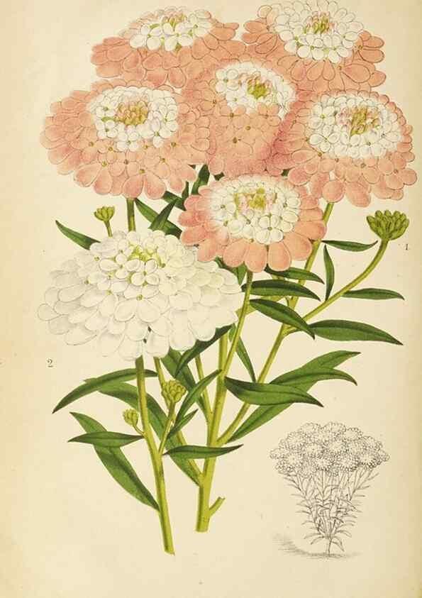Reproducción/Reproduction 49060139011: The florist and pomologist.. London :""Journal of Horticulture"" Office,1863-1879.. 
