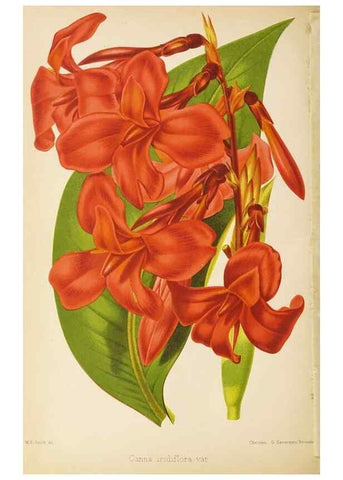 Reproducción/Reproduction 49059600817: The florist and pomologist.. London :""Journal of Horticulture"" Office,1863-1879.. 