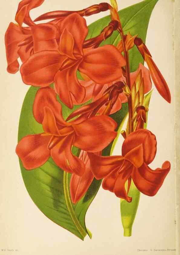 Reproducción/Reproduction 49059600817: The florist and pomologist.. London :""Journal of Horticulture"" Office,1863-1879.. 