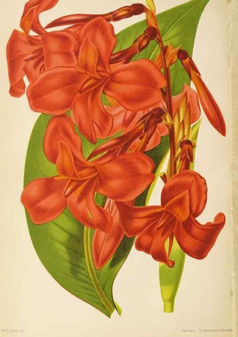 Reproducción/Reproduction 49059600817: The florist and pomologist.. London :""Journal of Horticulture"" Office,1863-1879.. 