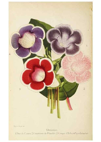 Reproducción/Reproduction 49058865273: The florist and pomologist.. London :""Journal of Horticulture"" Office,1863-1879.. 