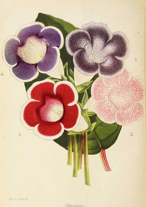 Reproducción/Reproduction 49058865273: The florist and pomologist.. London :""Journal of Horticulture"" Office,1863-1879.. 