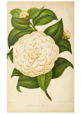 Reproducción/Reproduction 49059601387: The florist and pomologist.. London :""Journal of Horticulture"" Office,1863-1879.. 