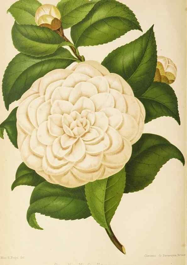 Reproducción/Reproduction 49059601387: The florist and pomologist.. London :""Journal of Horticulture"" Office,1863-1879.. 