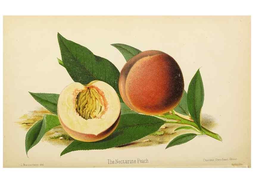 Reproducción/Reproduction 49059601682: The florist and pomologist.. London :""Journal of Horticulture"" Office,1863-1879.. 