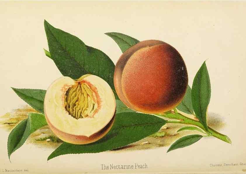 Reproducción/Reproduction 49059601682: The florist and pomologist.. London :""Journal of Horticulture"" Office,1863-1879.. 