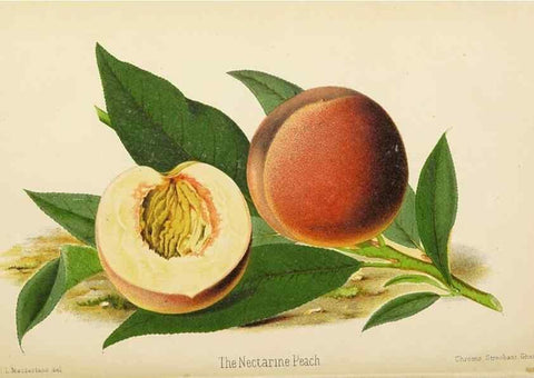 Reproducción/Reproduction 49059601682: The florist and pomologist.. London :""Journal of Horticulture"" Office,1863-1879.. 