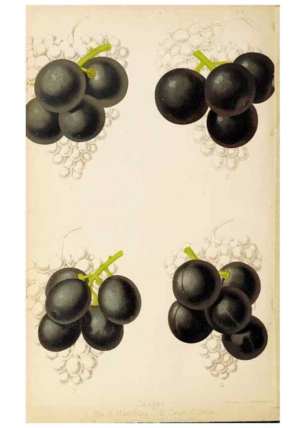 Reproducción/Reproduction 49058866243: The florist and pomologist.. London :""Journal of Horticulture"" Office,1863-1879.. 
