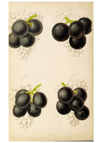 Reproducción/Reproduction 49058866243: The florist and pomologist.. London :""Journal of Horticulture"" Office,1863-1879.. 