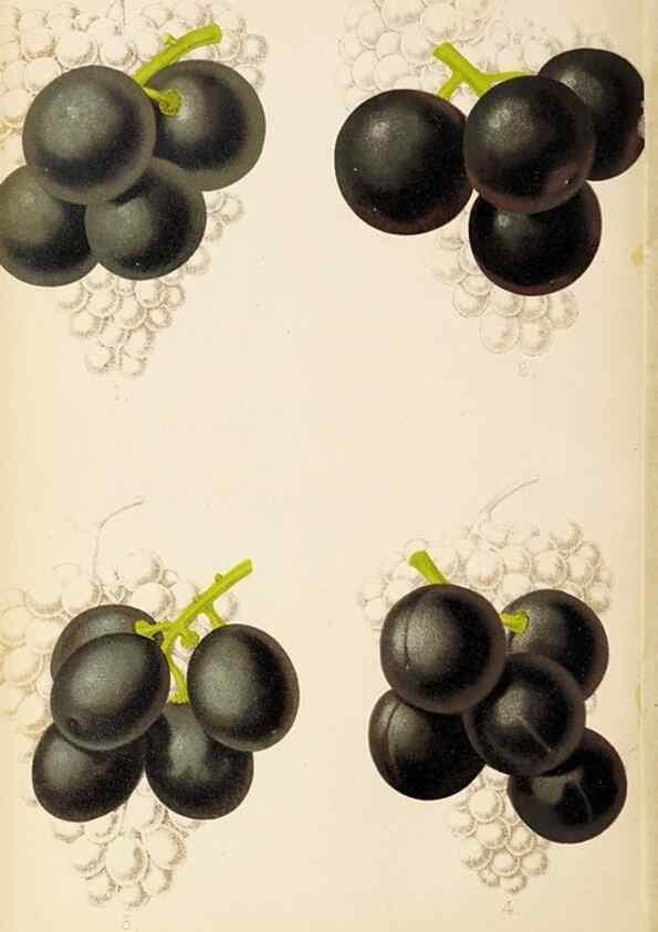 Reproducción/Reproduction 49058866243: The florist and pomologist.. London :""Journal of Horticulture"" Office,1863-1879.. 