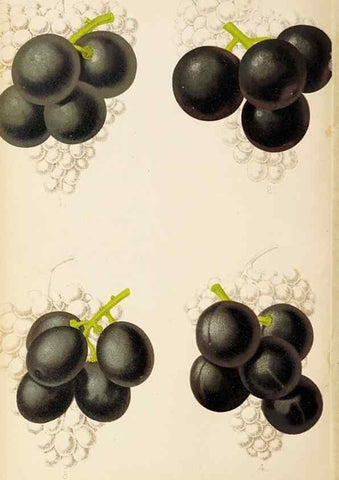 Reproducción/Reproduction 49058866243: The florist and pomologist.. London :""Journal of Horticulture"" Office,1863-1879.. 