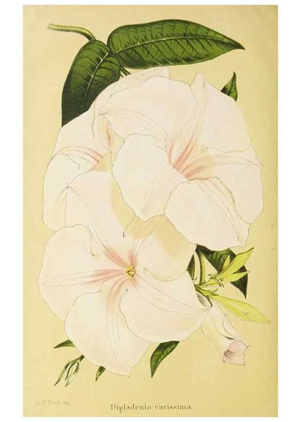 Reproducción/Reproduction 49058866603: The florist and pomologist.. London :""Journal of Horticulture"" Office,1863-1879.. 