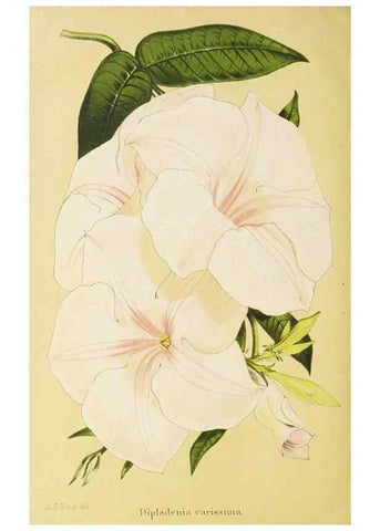 Reproducción/Reproduction 49058866603: The florist and pomologist.. London :""Journal of Horticulture"" Office,1863-1879.. 