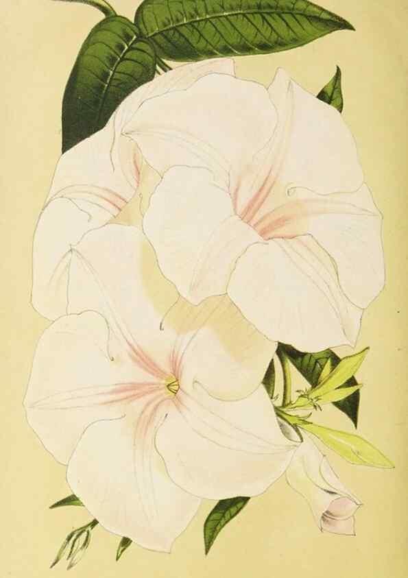 Reproducción/Reproduction 49058866603: The florist and pomologist.. London :""Journal of Horticulture"" Office,1863-1879.. 