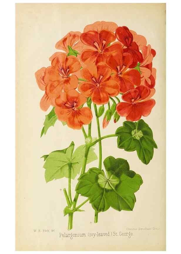 Reproducción/Reproduction 49058866923: The florist and pomologist.. London :""Journal of Horticulture"" Office,1863-1879.. 