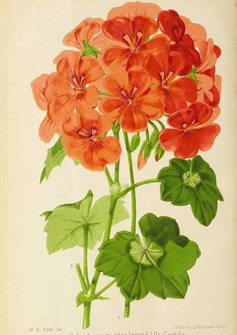 Reproducción/Reproduction 49058866923: The florist and pomologist.. London :""Journal of Horticulture"" Office,1863-1879.. 